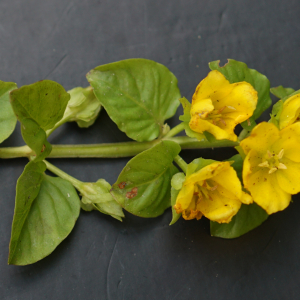 Photographie n°2565738 du taxon Lysimachia nummularia L. [1753]