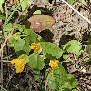 Photographie n°2565741 du taxon Lysimachia nummularia L. [1753]