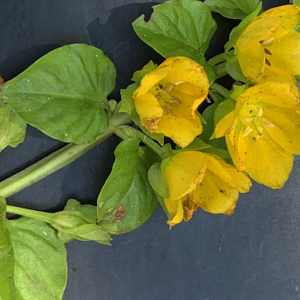 Photographie n°2565742 du taxon Lysimachia nummularia L. [1753]