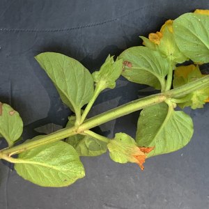 Photographie n°2565744 du taxon Lysimachia nummularia L. [1753]