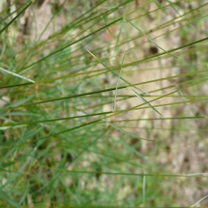 Photographie n°2565805 du taxon Festuca marginata subsp. marginata