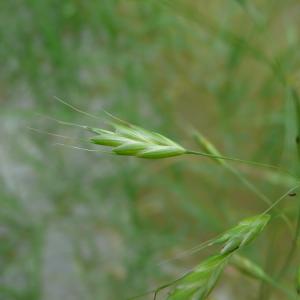 Photographie n°2565811 du taxon Bromus commutatus Schrad. [1806]