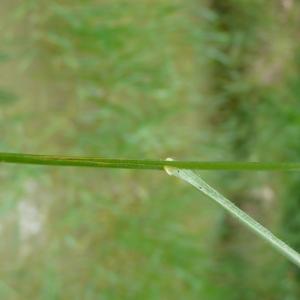 Photographie n°2565812 du taxon Bromus commutatus Schrad. [1806]