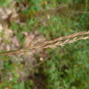 Photographie n°2565852 du taxon Festuca ovina subsp. guestfalica (Boenn. ex Rchb.) K.Richt. [1890]