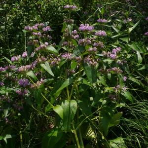  - Phlomis herba-venti subsp. herba-venti