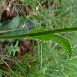 Photographie n°2565890 du taxon Hypochaeris maculata L. [1753]