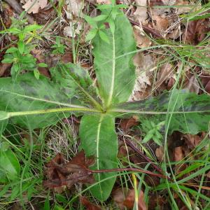 Photographie n°2565893 du taxon Hypochaeris maculata L. [1753]