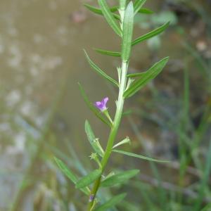 Photographie n°2565899 du taxon Lythrum hyssopifolia L.