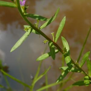 Photographie n°2565900 du taxon Lythrum hyssopifolia L.