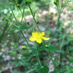 Photographie n°2565915 du taxon Hypericum pulchrum L. [1753]