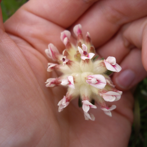 Photographie n°2565939 du taxon Anthyllis vulneraria L. [1753]