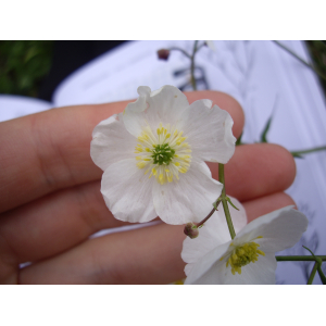 Ranunculus_aconitifolius (1).JPG