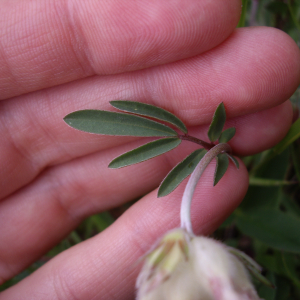 Photographie n°2565952 du taxon Anthyllis vulneraria L. [1753]