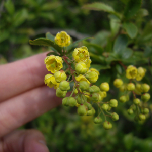 Photographie n°2565954 du taxon Berberis vulgaris L. [1753]