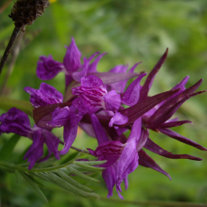 Photographie n°2565955 du taxon Dactylorhiza majalis (Rchb.) P.F.Hunt & Summerh. [1965]