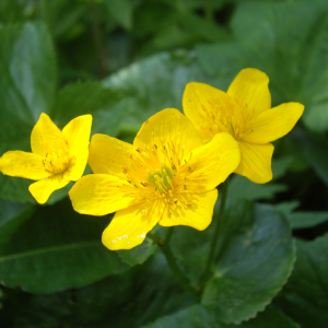 Photographie n°2565972 du taxon Caltha palustris L. [1753]