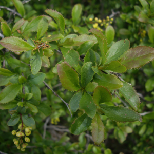 Photographie n°2565977 du taxon Berberis vulgaris L. [1753]