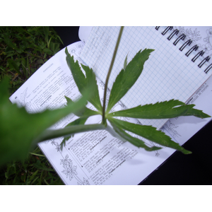 Ranunculus_aconitifolius (4).JPG