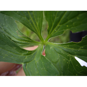 Ranunculus_aconitifolius (6).JPG