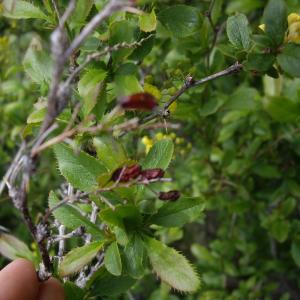 Photographie n°2565991 du taxon Berberis vulgaris L. [1753]