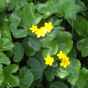 Photographie n°2566003 du taxon Caltha palustris L. [1753]