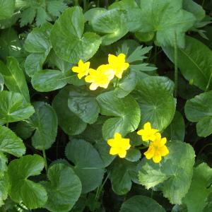 Photographie n°2566004 du taxon Caltha palustris L. [1753]