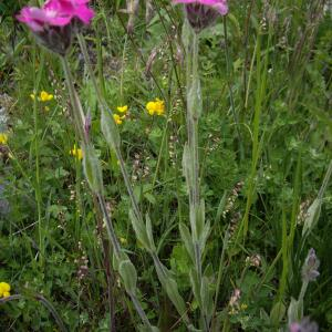 Photographie n°2566005 du taxon Lychnis flos-jovis (L.) Desr. [1792]