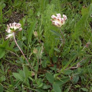 Photographie n°2566013 du taxon Anthyllis vulneraria L. [1753]