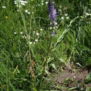 Photographie n°2566022 du taxon Phyteuma spicatum L. [1753]