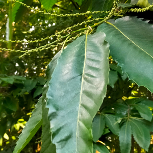 Photographie n°2566048 du taxon Castanea sativa Mill. [1768]