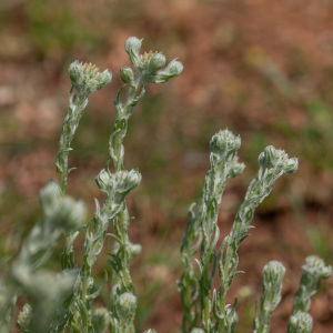 Photographie n°2566086 du taxon Filago germanica (L.) L. [1759]