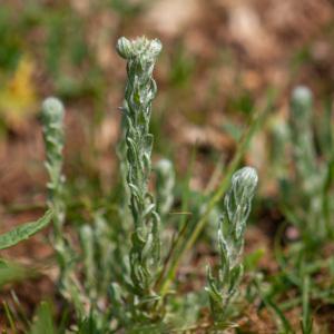 Photographie n°2566087 du taxon Filago germanica (L.) L. [1759]