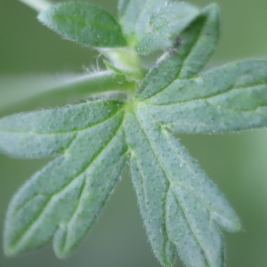 Photographie n°2566091 du taxon Geranium molle L. [1753]