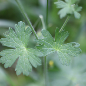 Photographie n°2566093 du taxon Geranium molle L. [1753]