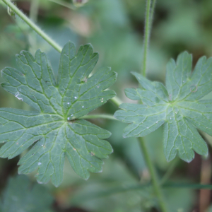 Photographie n°2566095 du taxon Geranium molle L. [1753]