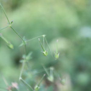 Photographie n°2566096 du taxon Geranium molle L. [1753]