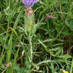 Photographie n°2566120 du taxon Carthamus mitissimus L. [1753]