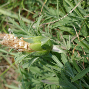 Photographie n°2566122 du taxon Carthamus mitissimus L. [1753]