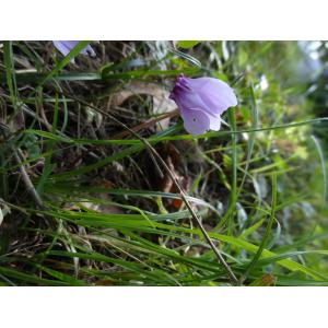 9 - cyclamen d'europe (cyclamen purpurascens) en fleurs.jpg
