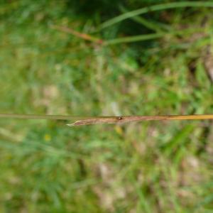  - Avenula pubescens subsp. pubescens