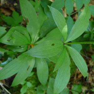 Photographie n°2566214 du taxon Lilium martagon L.