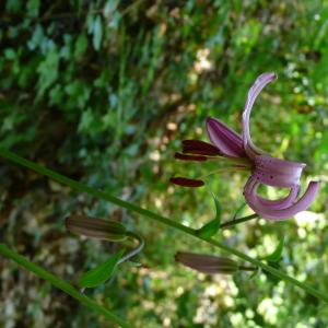 Photographie n°2566215 du taxon Lilium martagon L.