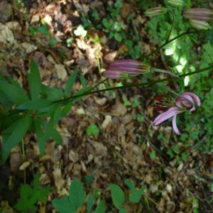 Photographie n°2566216 du taxon Lilium martagon L.