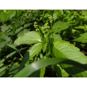 45 - mercuriale annuelle (mercurialis annua).jpg