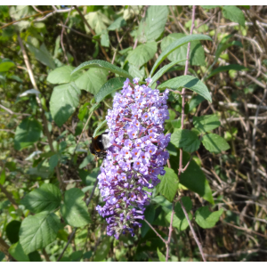 55 - bourdon sur buddleia arbre à papillon (buddleja davidii).jpg