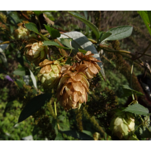 60 - houblon grimpant (humulus lupulus).jpg