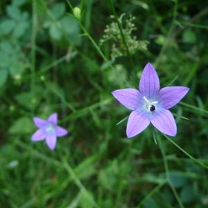 Photographie n°2566259 du taxon Campanula patula L. [1753]