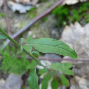Photographie n°2566264 du taxon Epilobium lanceolatum Sebast. & Mauri [1818]