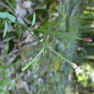 Photographie n°2566265 du taxon Epilobium lanceolatum Sebast. & Mauri [1818]