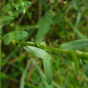 Photographie n°2566269 du taxon Lythrum hyssopifolia L. [1753]